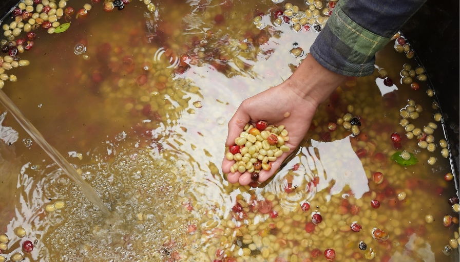 Coffee Fermentation