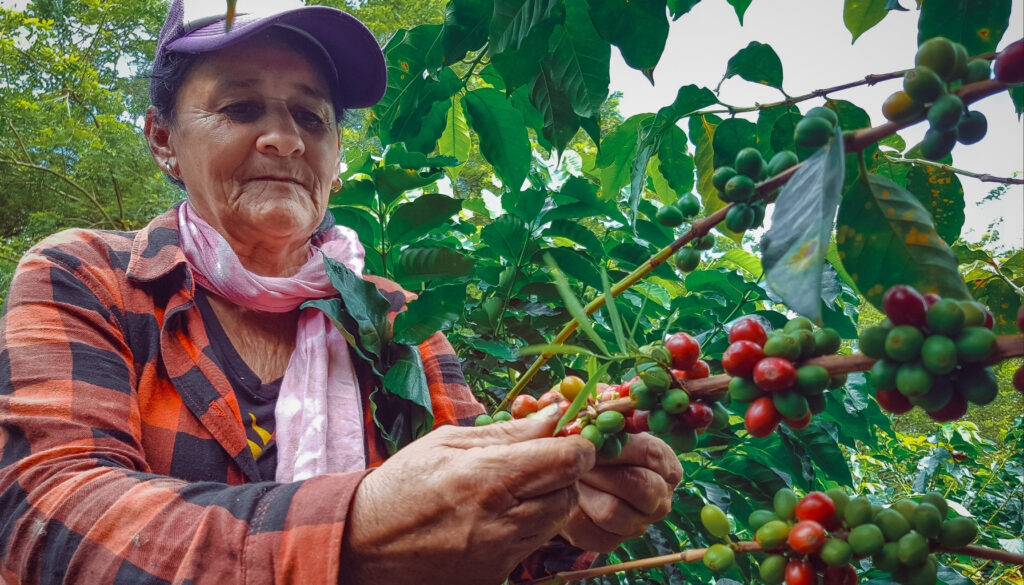 Coffee Harvesting