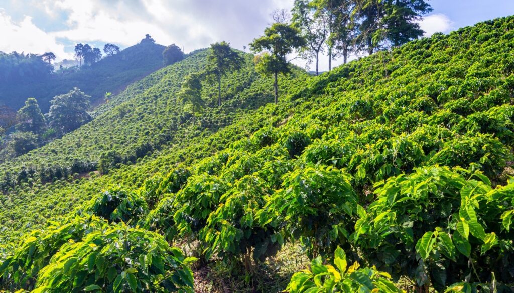 High-Altitude Coffee